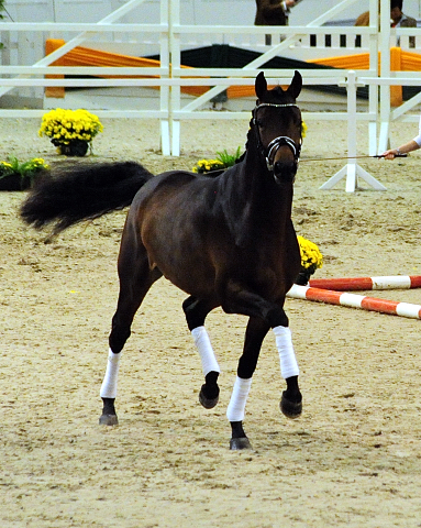 His Moment - Siegerhengst - 54. Trakehner Hengstmarkt 2016 - Foto: Beate Langels -
Trakehner Gestt Hmelschenburg