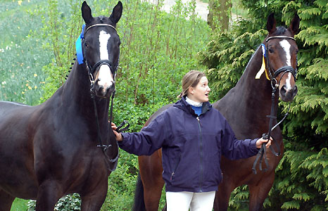 Golany und Viareggio - Trakehner Gestt Hmelschenburg - Beate Langels