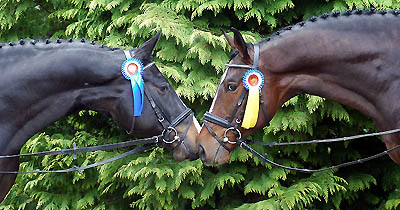 Golany und Viareggio - Gestt Hmelschenburg