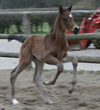 Hengstfohlen von Kostolany u.d. Herzchen's Letzte v. Michelangelo
