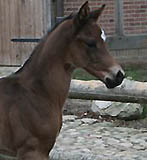 Trakehner Hengstfohlen von Kostolany - Michelangelo