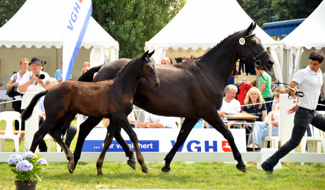 Trakehner Hengstfohlen von Oliver Twist - Summertime - Rockefeller, Foto: Beate Langels