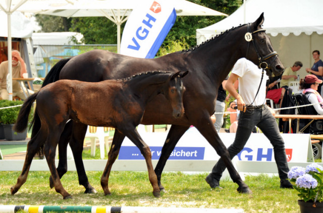 Trakehner Hengstfohlen von Oliver Twist - Summertime - Rockefeller, Foto: Beate Langels