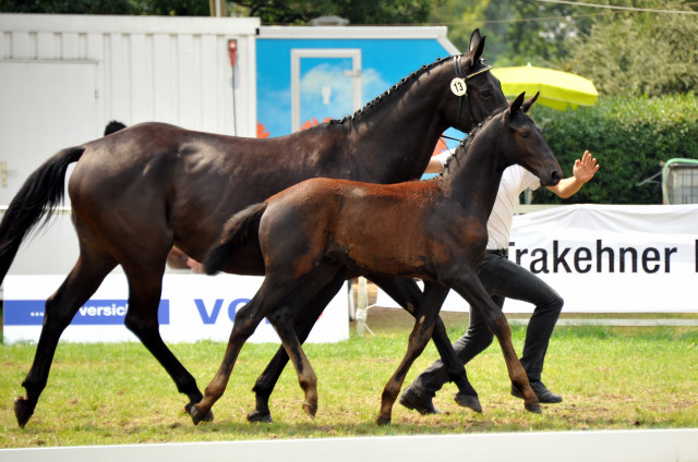 Trakehner Hengstfohlen von Oliver Twist - Summertime - Rockefeller, Foto: Beate Langels