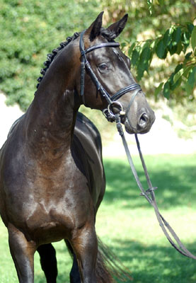 Trakehner Colt by Summertime out of Greta Garbo by Alter Fritz - Trakehner Gestt Hmelschenburg - Beate Langels