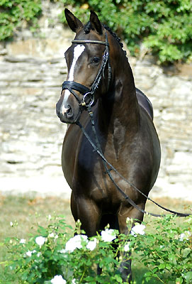 Trakehner Colt by Kostolany out of Elitemare Schwalbenspiel by Exclusiv, Breeder: Gestt Hmelschenburg