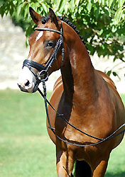 Trzguet v. Freudenfest - Exclusiv - im August 2009