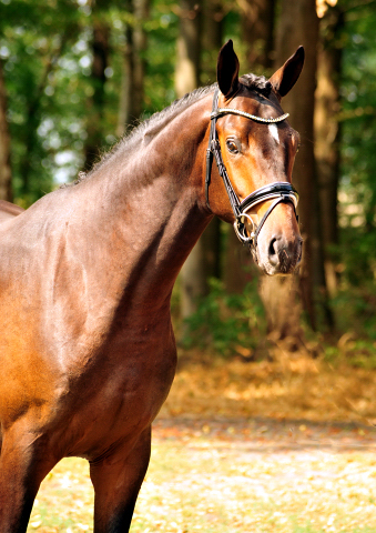 Goldrausch - Trakehner Hengst von Honoré du Soir u.d. Pr.u.StPrSt. Grace Note v. Alter Fritz, Foto: Beate Langels