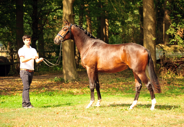 Hengst von Honor du Soir u.d. Pr.u.StPrSt. Grace Note v. Alter Fritz, Foto: Beate Langels