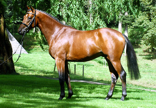 Zweijhriger Hengst von Summertime - Herzruf - im August 2010- Trakehner Gestt Hmelschenburg - Foto: Beate Langels