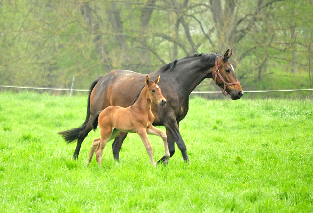  - 1. Mai 2021 - Foto: Beate Langels - 
Trakehner Gestt Hmelschenburg