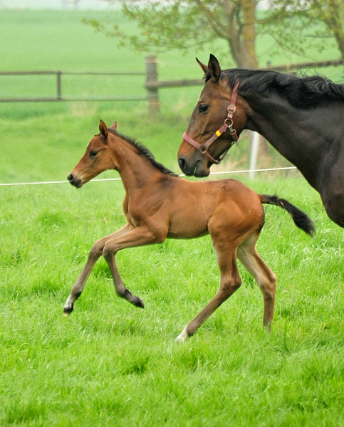  - 1. Mai 2021 - Foto: Beate Langels - 
Trakehner Gestt Hmelschenburg