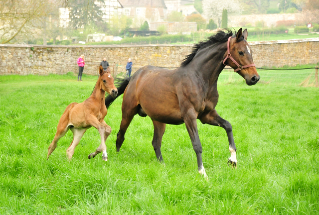  - 1. Mai 2021 - Foto: Beate Langels - 
Trakehner Gestt Hmelschenburg