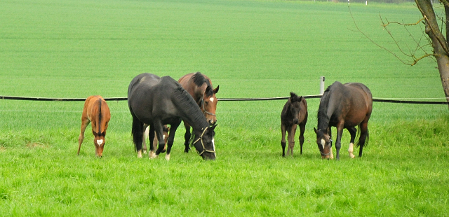  - 1. Mai 2021 - Foto: Beate Langels - 
Trakehner Gestt Hmelschenburg