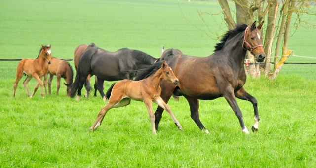  - 1. Mai 2021 - Foto: Beate Langels - 
Trakehner Gestt Hmelschenburg