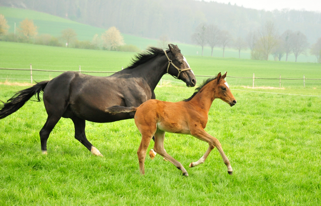  - 1. Mai 2021 - Foto: Beate Langels - 
Trakehner Gestt Hmelschenburg