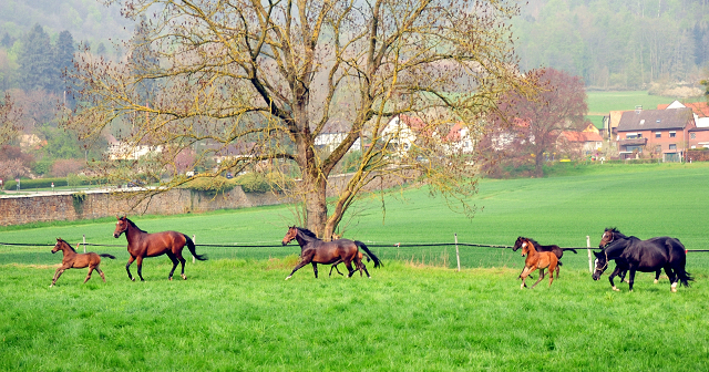  - 1. Mai 2021 - Foto: Beate Langels - 
Trakehner Gestt Hmelschenburg