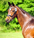 Juni 2019 - Impressionen - Trakehner Gestt Hmelschenburg 2019 - Foto: Beate Langels