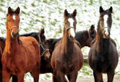 Februar - Impressionen - Trakehner Gestt Hmelschenburg 2018 - Foto: Beate Langels