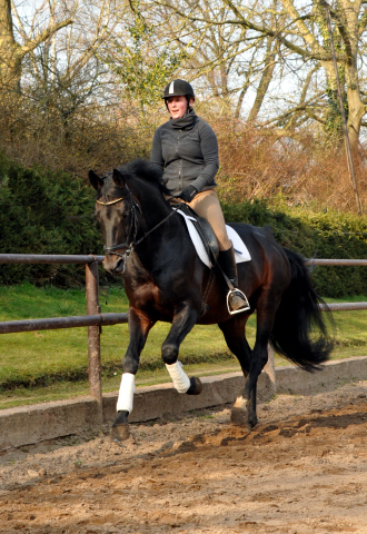 Oliver Twist und Sophie - Foto: Beate Langels - Trakehner Gestt Hmelschenburg