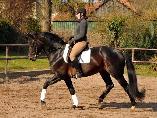 Oliver Twist und Sophie - Foto: Beate Langels - Trakehner Gestt Hmelschenburg