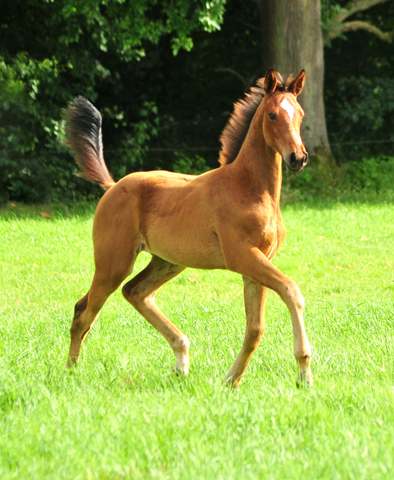 Stutfohlen von High Motion x Imperio - Trakehner Gestt Hmelschenburg - Foto: Beate Langels - 
Trakehner Gestt Hmelschenburg