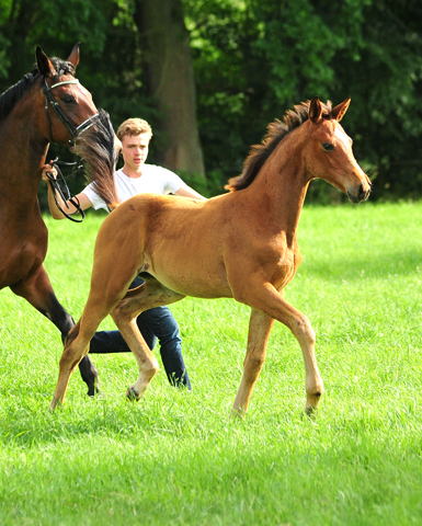 Stutfohlen von High Motion x Imperio - Trakehner Gestt Hmelschenburg - Foto: Beate Langels - 
Trakehner Gestt Hmelschenburg