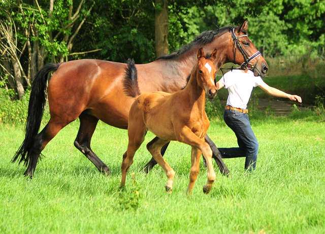 Stutfohlen von High Motion x Imperio - Trakehner Gestt Hmelschenburg - Foto: Beate Langels - 
Trakehner Gestt Hmelschenburg