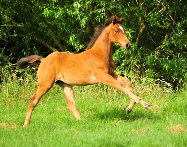 Stutfohlen von High Motion x Imperio - Trakehner Gestt Hmelschenburg - Foto: Beate Langels - 
Trakehner Gestt Hmelschenburg