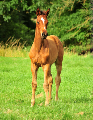 Stutfohlen von High Motion x Imperio - Trakehner Gestt Hmelschenburg - Foto: Beate Langels - 
Trakehner Gestt Hmelschenburg