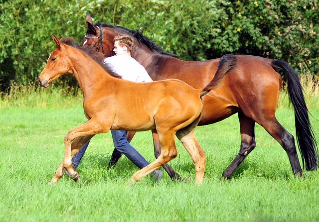 Stutfohlen von High Motion x Imperio - Trakehner Gestt Hmelschenburg - Foto: Beate Langels - 
Trakehner Gestt Hmelschenburg