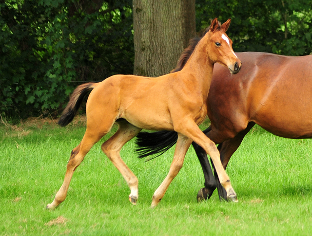 Stutfohlen von High Motion x Imperio - Trakehner Gestt Hmelschenburg - Foto: Beate Langels - 
Trakehner Gestt Hmelschenburg