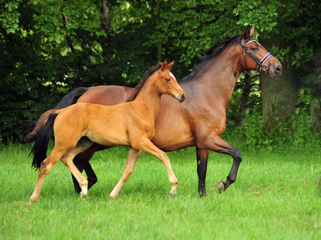 Stutfohlen von High Motion x Imperio - Trakehner Gestt Hmelschenburg - Foto: Beate Langels - 
Trakehner Gestt Hmelschenburg