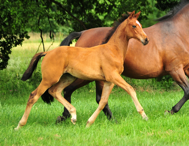 Stutfohlen von High Motion x Imperio - Trakehner Gestt Hmelschenburg - Foto: Beate Langels - 
Trakehner Gestt Hmelschenburg