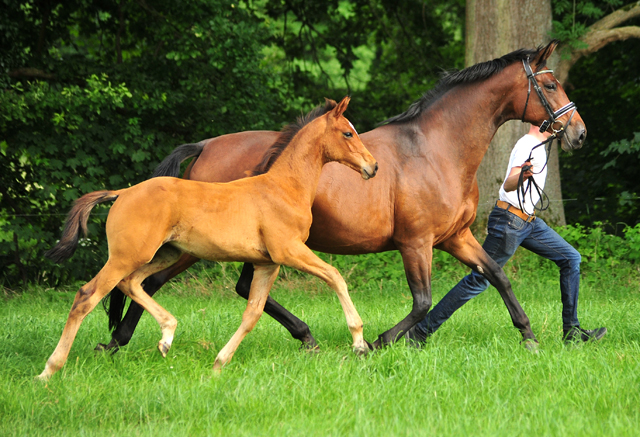 Stutfohlen von High Motion x Imperio - Trakehner Gestt Hmelschenburg - Foto: Beate Langels - 
Trakehner Gestt Hmelschenburg