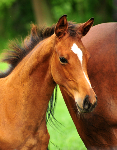 Stutfohlen von High Motion x Imperio - Trakehner Gestt Hmelschenburg - Foto: Beate Langels - 
Trakehner Gestt Hmelschenburg