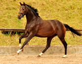 September 2019 - Impressionen - Trakehner Gestt Hmelschenburg 2019 - Foto: Beate Langels