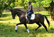 September 2019 - Impressionen - Trakehner Gestt Hmelschenburg 2019 - Foto: Beate Langels