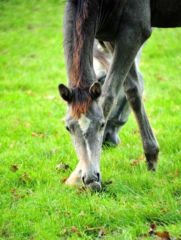 Impressionen vom Oktober 2021 - Trakehner Gestt Hmelschenburg  - Foto: Beate Langels