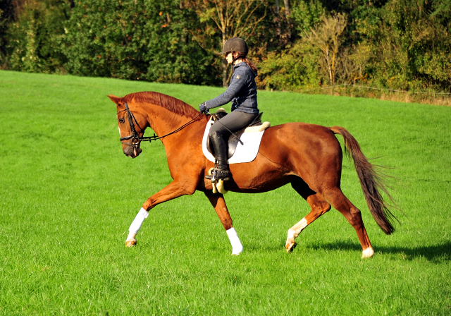 Impressionen vom Oktober 2021 - Trakehner Gestt Hmelschenburg  - Foto: Beate Langels