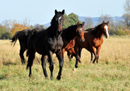 Impressionen vom November 2020 - Trakehner Gestt Hmelschenburg 2020 - Foto: Beate Langels