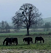 01-2022 - Trakehner Gestt Hmelschenburg  - Foto: Beate Langels