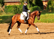 September 2019 - Impressionen - Trakehner Gestt Hmelschenburg 2019 - Foto: Beate Langels