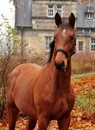 November - Impressionen - Trakehner Gestt Hmelschenburg 2018 - Foto: Beate Langels