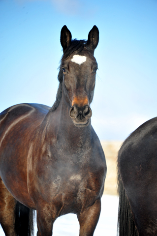 Kaiserherz v. Kostolany - 12. Februar 2021 - Foto: Beate Langels - 
Trakehner Gestt Hmelschenburg