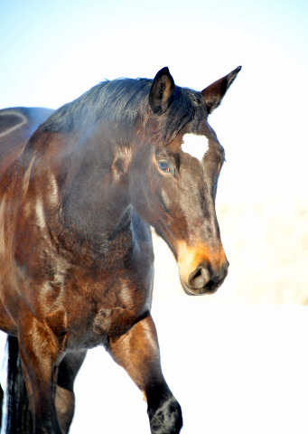 Kaiserherz v. Kostolany - 12. Februar 2021 - Foto: Beate Langels - 
Trakehner Gestt Hmelschenburg