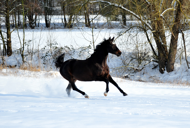 Kaiserherz v. Kostolany - 12. Februar 2021 - Foto: Beate Langels - 
Trakehner Gestt Hmelschenburg