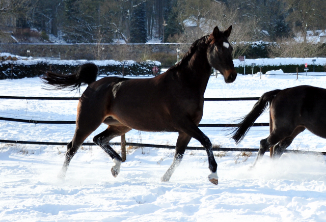 Kaiserherz v. Kostolany  - 12. Februar 2021 - Foto: Beate Langels - 
Trakehner Gestt Hmelschenburg