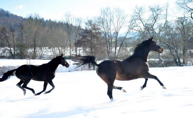 Kaiserherz v. Kostolany - 12. Februar 2021 - Foto: Beate Langels - 
Trakehner Gestt Hmelschenburg