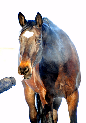 Kaiserherz v. Kostolany - 12. Februar 2021 - Foto: Beate Langels - 
Trakehner Gestt Hmelschenburg